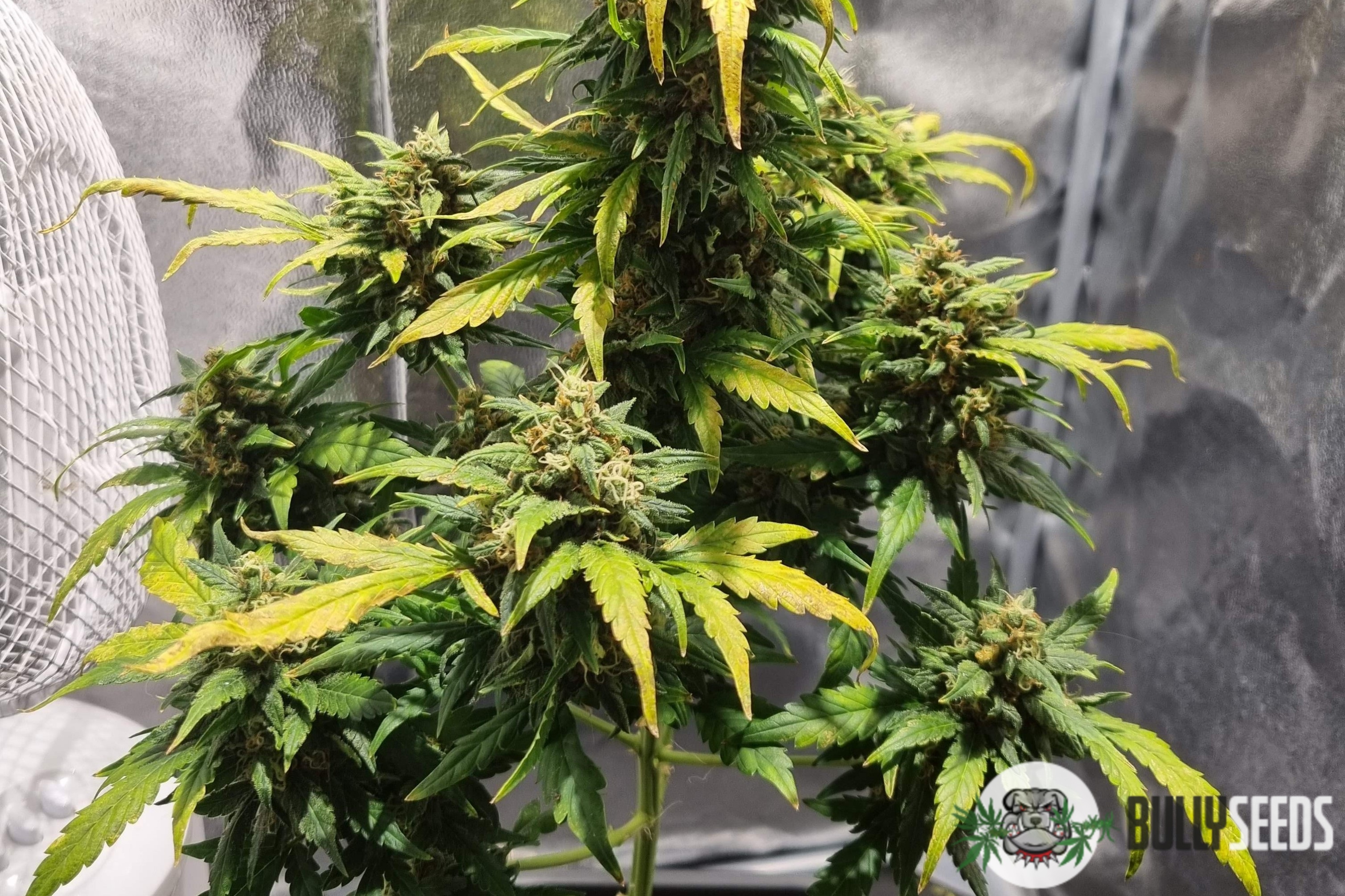 Gorilla Zkittlez cannabis seeds Gorilla Zkittlez