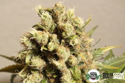 Ganesh Feminised cannabis seeds Ganesh Feminised