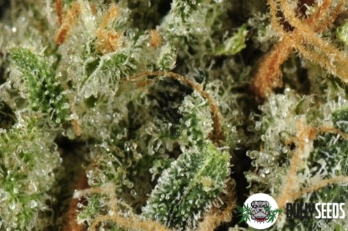 Kalichakra New Edition cannabis seeds Kalichakra New Edition