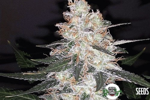 Kali Mist Feminised cannabis seeds Kali Mist Feminised