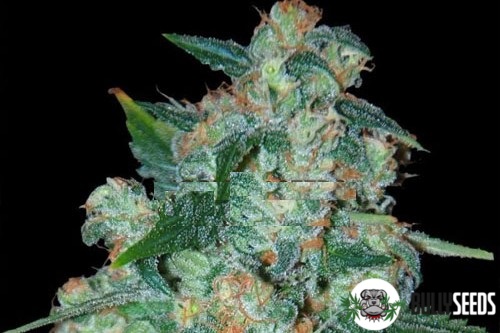 Ketama cannabis seeds Ketama