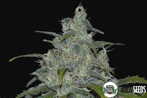 Kilimanjaro Feminised cannabis seeds Kilimanjaro Feminised