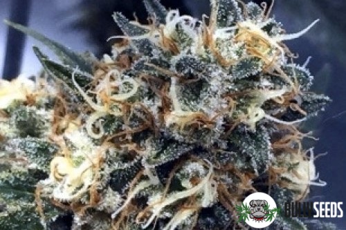 Lsd Feminized cannabis seeds Lsd Feminized
