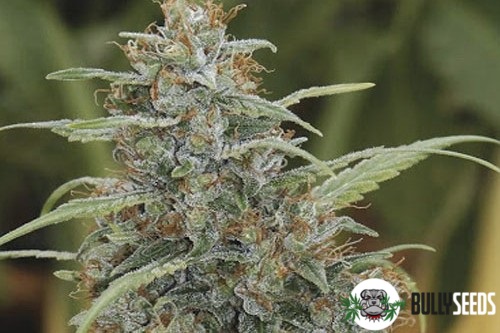 Mandala #1 Feminised cannabis seeds Mandala #1 Feminised