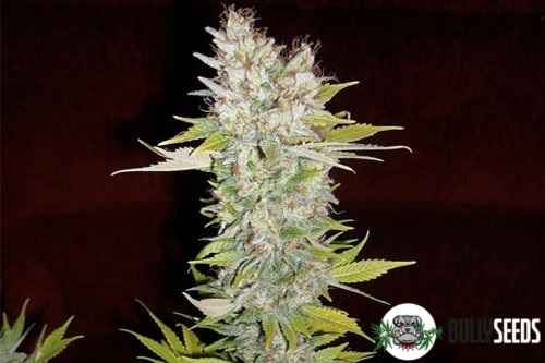 Mazar Feminised cannabis seeds Mazar Feminised