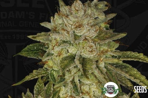 Mk Ultra cannabis seeds Mk Ultra