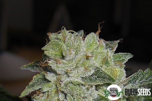 Mk Ultra Feminised cannabis seeds Mk Ultra Feminised