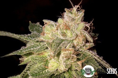 OG Kush Feminised cannabis seeds OG Kush Feminised