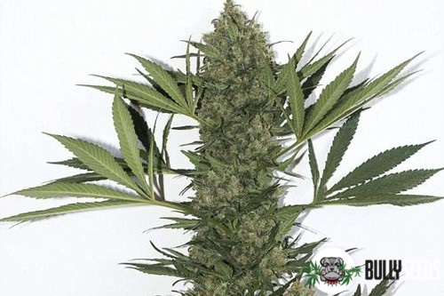 Point Of No Return cannabis seeds Point Of No Return