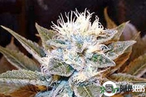 Sadhu cannabis seeds Sadhu