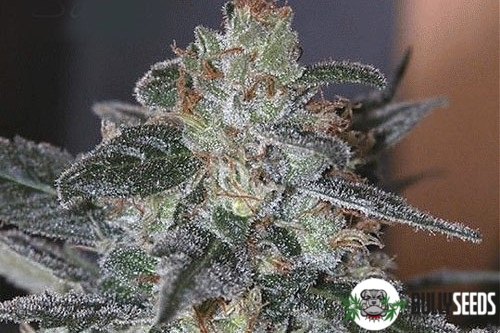 Sadhu Feminised cannabis seeds Sadhu Feminised