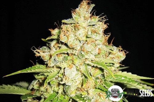 White Russian Feminised cannabis seeds White Russian Feminised