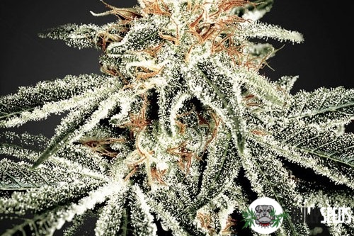 White Widow Feminised cannabis seeds White Widow Feminised