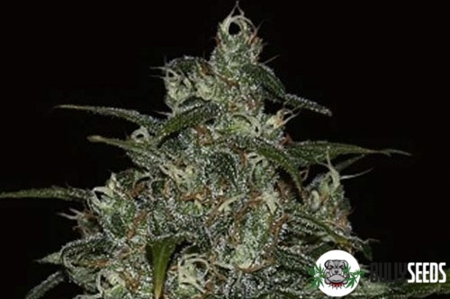 Wild Thailand cannabis seeds Wild Thailand