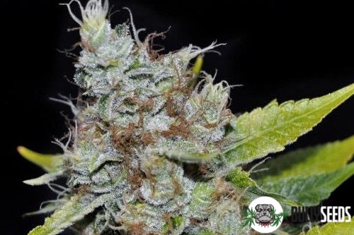 Wild Thailand Feminised cannabis seeds Wild Thailand Feminised